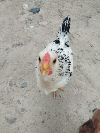 This media file features a close-up, high-angle shot of a black and white speckled chicken standing on a dirt and gravel surface. The chicken is looking directly at the camera with a red comb on its head and a yellow beak. Its legs and feet are visible, appearing orange. In the lower right corner of the frame, the back of a brown chick is partially visible. The ground is composed of compacted dirt with scattered small rocks and pebbles. The lighting suggests it could be daytime, and the environment appears to be outdoors in a rural or semi-rural setting, consistent with the specified location context of Kenesh, Kyrgyzstan. There is no visible text in the image.