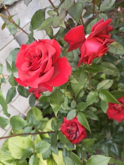 A close-up, high-angle shot focuses on a cluster of red roses in bloom. The most prominent rose, on the left, is fully open with deep red petals. To its right and slightly behind, another rose is partially open, revealing layers of vibrant red petals. A third rose, further back and to the right, is also visible, as is a hint of a fourth rose at the bottom. The roses are surrounded by lush green leaves and thorny stems. In the background, a light-colored, textured surface, possibly a brick or paved area, is partially visible. This scene appears to be in a garden setting. The image was taken in Recea, Moldova.