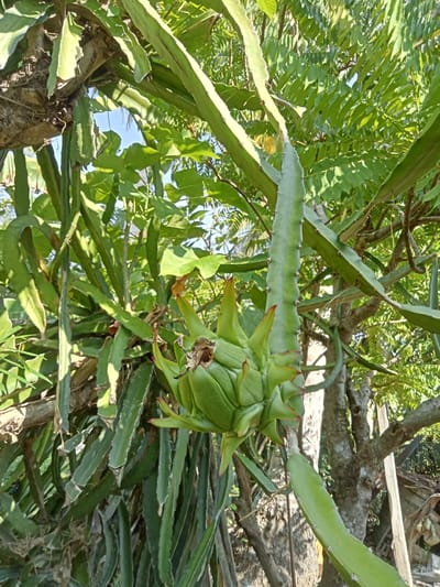 In the city of Matangsijuek Timur, Indonesia, a dragon fruit plant is captured in a close-up, low-angle shot. The focus is on a developing green dragon fruit, its scales and the reddish-pink tips of its bracts are clearly visible. The fruit hangs from a thick, green, segmented stem, which is part of the larger plant. The plant's stems and branches, also green and segmented, weave through the frame, creating a dense, natural canopy. In the background, the textured bark of mature trees and the dappled sunlight filtering through lush green foliage indicate an outdoor, tropical environment. The sky is a clear, bright blue, visible in the upper left quadrant. The scene is static, with no human presence or activity. The overall impression is one of natural growth and abundance in a garden or orchard setting.