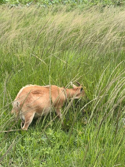 An adult tan goat is foraging in tall, green grass in a rural area of Wumat Central, Nigeria. The goat is partially obscured by the grass, with its head down as it eats. The environment is a natural landscape with lush vegetation.