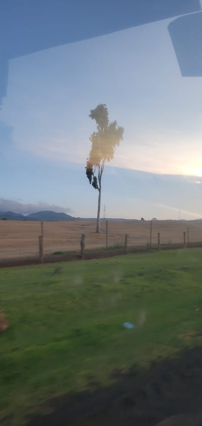 The image depicts a rural scene in the Kisima ward, Kenya. The landscape includes a field of dry, golden grass, a strip of green grass, and a solitary tree with its branches reaching towards the sky. Power line poles are visible in the field. The sky is partly cloudy with sunlight shining through. The image seems to have been taken from a vehicle.