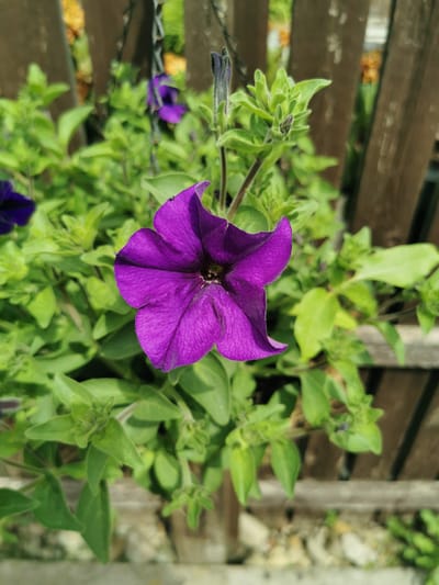 A close-up, eye-level shot focuses on a vibrant purple petunia in bloom. The flower, with its five distinct petals and dark center, dominates the foreground. A small black insect can be seen on the upper right petal. The petunia is surrounded by lush, green foliage and unopened buds.
Behind the plant, a rustic wooden fence runs vertically, its weathered planks suggesting an outdoor setting. The background is softly blurred, hinting at other elements of a garden, including glimpses of yellow and green. The lighting suggests it is daytime, with natural light illuminating the scene. The overall impression is one of a peaceful, sunlit garden, likely in the United Kingdom, given the Ripon context. No text is visible in the image.