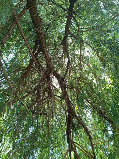 The image shows a close-up view of a weeping willow tree from below, looking up through its branches and green leaves towards the sky. The sun is shining through the foliage, creating a dappled light effect. The tree has a thick, textured bark on its main trunk and numerous thin, drooping branches that create a dense canopy. Some of the branches are intertwined, and thin twigs are visible throughout. The environment appears to be outdoors, possibly a park or natural area within the city of Dnestrovsk, Moldova, given the context provided, though no specific landmarks or urban elements are visible in the frame itself. There are no people or animals depicted in the image.