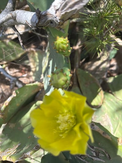 In Hyères, France, a close-up shot captures a prickly pear cactus in bloom. A vibrant yellow flower, out of focus in the foreground, partially obscures the green, paddle-shaped cactus pads behind it. Two small, green cactus fruits, each with visible spines, are also present. A gnarled, grey branch extends from the upper left, with thin, spiderweb-like strands visible. In the upper right, a cluster of green pine needles creates a contrasting texture. The background consists of dry, brown earth.