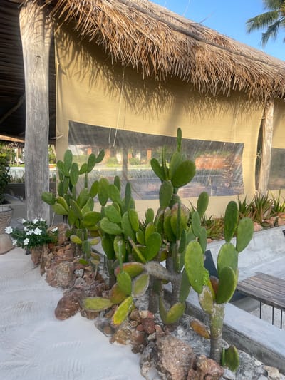 The media file presents an outdoor view from Kiwengwa, Tanzania, showcasing a blend of natural flora and rustic architecture under a bright sky. In the foreground, a large, multi-stemmed prickly pear cactus (Opuntia) dominates the right side, its numerous green, paddle-shaped pads, some with yellowish or reddish tints, rooted in a decorative bed of various rocks and stones.
To the left, a substantial thatched roof, likely constructed from dried palm fronds, extends overhead, casting intricate shadows onto a beige fabric shade canopy below. A sturdy, weathered wooden post provides support on the lower left. Through a translucent panel in the fabric canopy, blurred greenery and distant structures are faintly visible, hinting at a wider landscape beyond.
Near the base of the wooden post and the cactus, a small cluster of white flowers blossoms in what appears to be a pot or planter. The clear blue sky in the upper left corner, along with the crisp, elongated shadows, indicates a sunny day, likely during the late morning or early afternoon. The scene is devoid of people and specific activities, conveying a sense of serene tranquility typical of a tropical resort or a relaxed outdoor setting. There is no visible text in the image.