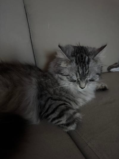 A fluffy, long-haired cat, likely a silver tabby, is depicted sleeping peacefully on an upholstered sofa. The cat's fur exhibits a striking pattern of grey, black, and white stripes across its head, body, and tail. Its eyes are closed, suggesting deep slumber, and its head is gently tilted, resting against the soft fabric of the sofa. Long, delicate whiskers are visible around its snout. The setting is an indoor environment, with the cat nestled comfortably into the muted grey or dark brown upholstery of the furniture. The lighting is subdued, creating a serene and quiet atmosphere. No text is visible in the image. The scene captures a tranquil moment of rest for the cat.