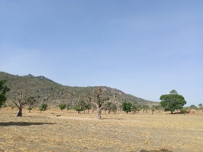 The image shows a dry, barren landscape in Zum, Nigeria, located at latitude 10.116 and longitude 13.047. The foreground is dominated by a dry, dusty plain with scattered brown foliage and some small trees. In the mid-ground, several trees stand out against the plain, including a large, dense tree on the right side of the frame. The background features a large, rocky hill rising into the clear, blue sky. The image was taken in daylight, and there are no people present. The scene is tranquil and appears to be a remote, undeveloped area.