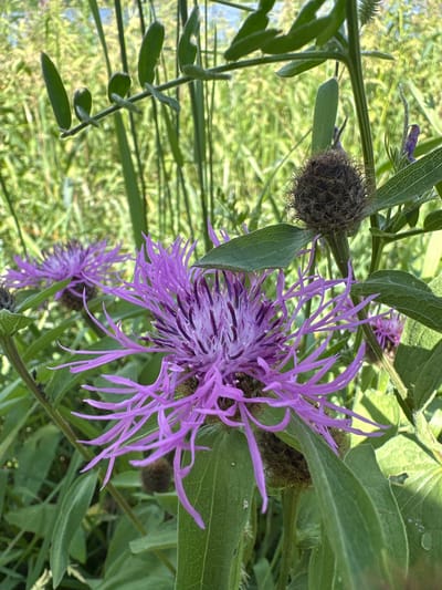 This media file depicts a close-up view of purple thistle flowers and their spiky buds, set against a backdrop of blurred green foliage and grass. The image is vertically oriented, with the flowers and buds dominating the foreground and middle ground. The vibrant purple petals of the thistle blooms are delicate and feathery, contrasting with the dark, almost black, spiky texture of the developing buds. Green leaves with visible veins surround the flowers, some appearing slightly weathered.
The scene is outdoors, likely in a natural setting given the abundance of plants and the soft, out-of-focus background that suggests a field or meadow. The lighting appears to be natural daylight, possibly late morning or afternoon, indicated by the bright, diffused illumination and the soft shadows. There are no people or animals visible in the frame. The overall impression is one of natural beauty and the intricate details of flowering plants. There is no visible text in the image. The location context of Озерный, Russia, suggests a possibly rural or suburban environment within this region.