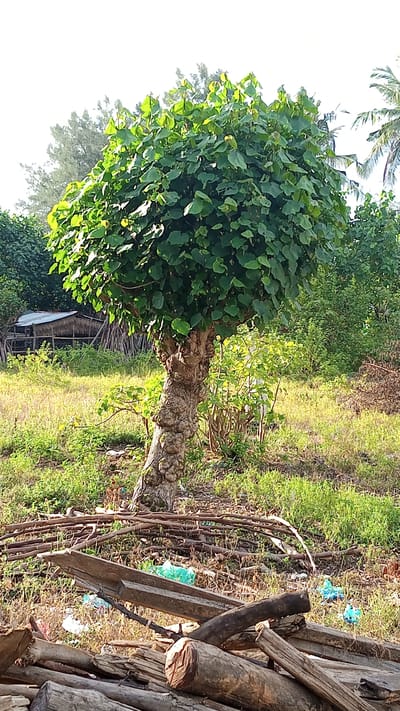 A medium shot captures a tree with a thick, gnarled trunk and a full, rounded canopy of green leaves in Pasi ie Leubeue, Indonesia. The tree stands in a field of dry grass and scattered debris, including wooden planks and logs in the foreground. In the background, a small hut with a thatched roof is visible, surrounded by vegetation and palm trees. The sky is bright and overcast.
