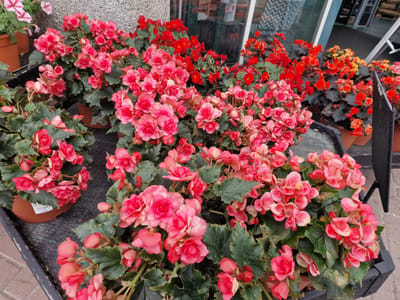 A close-up, eye-level shot captures a vibrant display of potted begonias. The flowers are primarily in shades of pink and red, with some lighter pink and peachy hues interspersed. The leaves are a deep green, providing a rich contrast to the colorful blooms. The plants are arranged in various pots, some of which are brown plastic, and others appear to be in a black planter box in the foreground.
In the background, hints of a shop or storefront are visible. A grey, textured wall or building facade is present on the left. Through a large window or glass doors, the interior of the establishment can be seen, with reflections of the outside environment. The overall impression is one of a retail setting, likely a garden center or florist, where the plants are being displayed for sale. The lighting suggests it is daytime, possibly overcast given the diffused light. No people are visible in the frame.
One of the brown plastic pots has a white label with black text, but the text is too blurry to be legible. The scene is orderly, suggesting a well-maintained display. The focus is squarely on the abundance and beauty of the flowering plants.