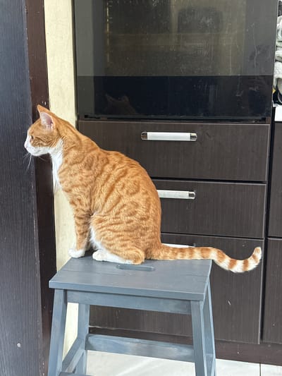 An orange and white tabby cat is sitting on a grey stool in front of a dark brown cabinet. The cat is looking to the left of the frame. The background appears to be an indoor setting, possibly a kitchen or laundry room, with a large dark appliance with a glass door behind the cabinet. The overall lighting suggests it is daytime. The image was taken in Yurlovo, Russia.