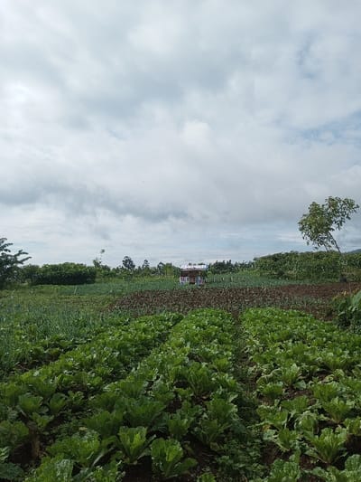 A vibrant vegetable garden thrives under a cloudy sky. Rows of leafy green cabbages dominate the foreground. Further back, a section of tall green onions stand alongside a freshly tilled dark soil patch. A small, colorful structure is visible amidst the greenery. Trees dot the distant horizon, framing the cultivated landscape.