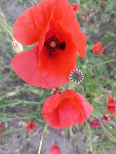 This media file shows a close-up, shallow depth-of-field view of several red poppy flowers in a natural setting. The focus is on two prominent red poppies in the foreground, with their delicate, crinkled petals and dark centers. One poppy is particularly detailed, showing the intricate reproductive parts within its bloom. To the left of the main poppy, a seed pod with a distinctive star-like pattern is visible. The background is softly blurred, revealing more red poppies and green foliage, suggesting a field or garden in bloom. The lighting appears natural, hinting at daytime. The scene is peaceful and natural, evoking a sense of summer flora. No text is visible in the image. The context provided indicates the location is Kruklanki, Poland.