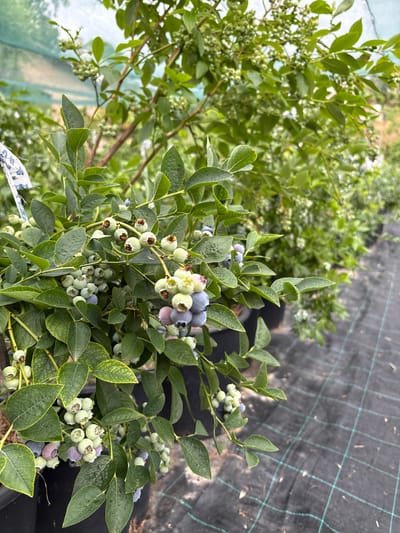 A close-up shot captures a blueberry bush laden with clusters of developing blueberries. The berries are in various stages of ripeness, ranging from pale green to a deep bluish-purple. The leaves of the bush are a vibrant green, some showing a slight yellowing. The bush is potted in a black container, with other similar potted bushes visible in the background, arranged in rows. A piece of white fabric with a blue pattern is attached to the stem of the foreground bush. The ground beneath the bushes is covered with black landscape fabric, marked with a green grid pattern. The scene appears to be an outdoor agricultural setting, possibly a farm or nursery. There are no people visible in the image.