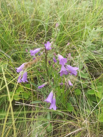 This is a close-up, eye-level shot of a patch of wild vegetation featuring several purple bell-shaped flowers, likely Campanula, blooming amongst tall green and dry grasses. The flowers are clustered on thin stems, with some buds still closed and others in full bloom. The surrounding grass is a mix of vibrant green blades and drier, straw-colored stems, suggesting a natural, possibly late summer or early autumn environment. Some delicate, feathery green leaves from another plant are visible in the upper left quadrant, adding texture to the scene. The overall impression is one of natural beauty and the quietude of a meadow or field. No people, animals, or man-made objects are present. The lighting appears to be natural daylight, possibly overcast or diffused, as there are no harsh shadows. The background is softly blurred, emphasizing the flowers and grasses in the foreground. The location context provided is Nizhneyaikbaevo, Russia, which aligns with the appearance of wild flora typical of such regions.