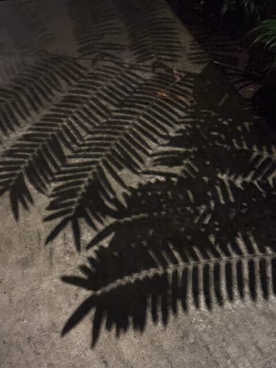 The image shows a concrete surface with the shadows of fern fronds cast upon it. The fronds are not fully visible; instead, their dark silhouettes dominate the view. The lighting is dim, creating high contrast between the shadows and the concrete. The actual location in Licin, Indonesia is not apparent from the image.