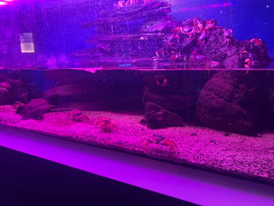 The image depicts an aquarium filled with crabs and artificial rocky structures, illuminated by purple lighting. Several crabs are visible on the sandy bottom of the tank and on the rocks. Some crabs are red, while others appear darker, possibly purple or black, with some exhibiting reddish legs and claws.
In the foreground, a bright red crab with visible pincers is positioned on the sandy substrate. Further back, another red crab is visible, also on the sand. In the middle ground, near a large rock formation, a few more crabs can be seen, some on the rocks and others in the water. In the upper portion of the aquarium, a large cluster of crabs is gathered on a multi-tiered rock structure, with many individuals visible, some appearing red and others darker.
The aquarium appears to be in an indoor setting, suggested by the artificial lighting and the enclosed environment. The purple light casts a dramatic glow over the scene, highlighting the textures of the sand, rocks, and the crabs' shells. The water level is visible, with some slight surface disturbance. A reflection can be seen on the glass of the aquarium in the upper left corner, showing a faint square shape that might be a light source or part of the enclosure.
The overall atmosphere is one of a preserved natural environment within an aquarium setting, emphasizing the visual appeal of the marine life and their habitat. There is no visible text in the image. The location context provided is Międzyzdroje, Poland.