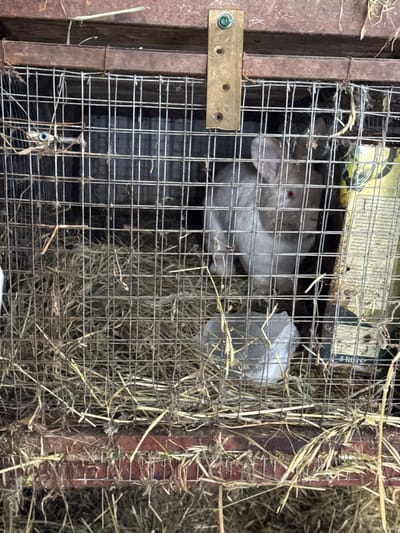 A light-colored domestic rabbit with reddish eyes is observed standing upright within a wire mesh cage. The cage features a rusted metal frame at the top and bottom, with a thick layer of dry hay or straw covering its floor. A translucent white plastic container, likely for water or food, rests on the hay in the lower right portion of the cage, near the rabbit. A brass-colored metal bracket secured by a green-headed screw is visible on the top frame, alongside a smaller coiled metal spring mechanism on the upper left. A yellowed piece of paper or cardboard is affixed to the right interior wall of the cage. The scene is located in the city of Probuzhdenie, Russia.
