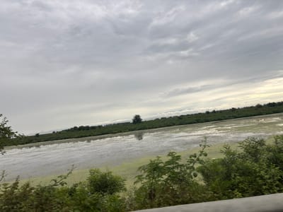 The image depicts a landscape with a body of water covered in green algae, bordered by lush green vegetation. The sky is overcast with gray clouds. In the distance, a line of trees is visible along the horizon. The overall scene suggests a natural, possibly rural, environment. The image is taken from a low vantage point, with the foreground featuring dense green foliage.