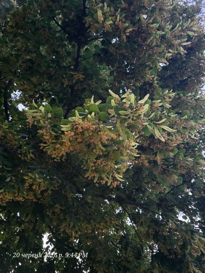The image is a medium-shot, upward-facing view of a linden tree's branches laden with flowers and nascent fruit. The linden tree is situated in Bannewitz, Germany. The branches are dense with dark green leaves, interspersed with clusters of small, light brown flowers and pale green bracts, which are characteristic of a linden tree's bloom. The lighting suggests it is late afternoon or early evening, with dappled sunlight filtering through the foliage. The overall impression is one of abundant natural growth. A timestamp in the lower left corner reads "20 червня 2026 р. 9:44 PM," which translates from Ukrainian to "June 20, 2026, 9:44 PM."