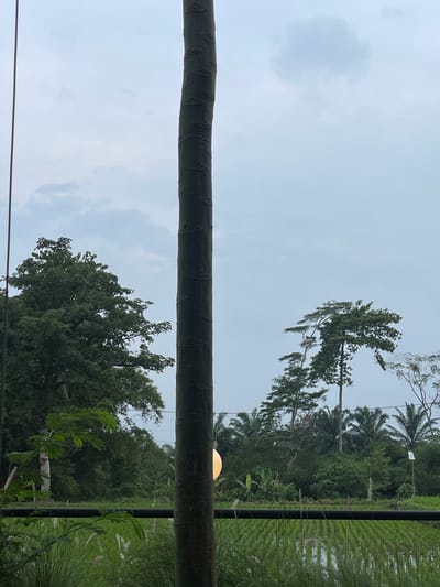 This image portrays a rural landscape in Limbangan Sari, Indonesia, under an overcast sky. A tall, dark brown tree trunk, exhibiting horizontal ring-like textures, dominates the central vertical axis of the frame. A spherical, illuminated yellowish light fixture is visible, suspended behind the right side of this trunk at mid-height. Below the light and trunk, a black horizontal railing stretches across the mid-ground. Immediately behind the railing, a flooded rice paddy with rows of young green plants is present. The foreground contains tall, light green grasses with some white feathery inflorescences. The background features dense tropical foliage: large, dark green trees on the left, and a mixture of tall, slender trees with high canopies and several palm trees on the right. No individuals are depicted in the scene.