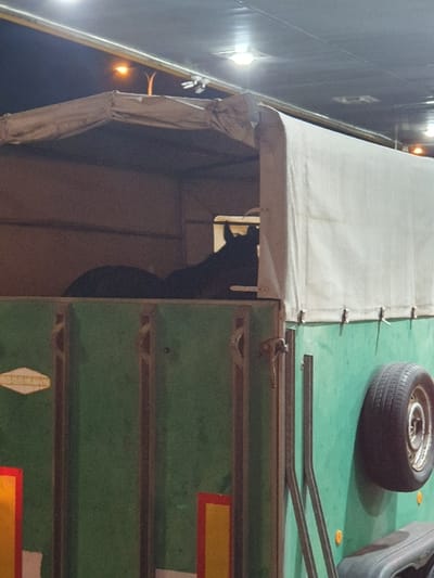 The scene depicts a dark-colored horse positioned within a two-tone horse trailer, captured at night or under artificial lighting conditions. The trailer's lower section is green, featuring vertical metal supports, rectangular red and yellow reflective markings, and a diamond-shaped emblem on the side. An external spare tire is mounted on the trailer's green side, above a black undercarriage component. The upper part of the trailer is enclosed by a light beige canvas cover. The horse's head, ears, and upper back are visible in silhouette against the trailer's interior. The background reveals an overhead structure with two recessed white lights and a single distant orange light source. No specific visual identifiers within the image itself confirm the precise location in the city of Ramla, Israel.