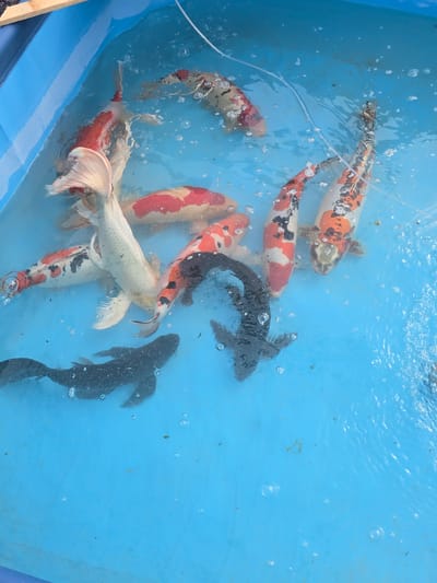 A group of koi fish are swimming in a blue plastic tank filled with water. The fish have a variety of colors including white, red, orange, and black. There are also several bubbles visible in the water. The tank appears to be outdoors. The location, Radko Dimitrievo, Bulgaria is not discernible from the image.