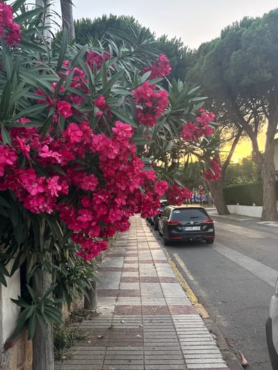 This vertical, eye-level media captures a street scene in Platja D'aro, Spain, during what appears to be late afternoon or early evening due to the warm, golden light filtering through the trees and casting long shadows. The foreground is dominated by a lush, blooming oleander bush with vibrant magenta flowers and long, slender green leaves.

Behind the oleander, a paved street runs alongside a tiled sidewalk. The sidewalk features a decorative pattern of grey tiles interspersed with reddish-brown tiles. A dark-colored Volkswagen hatchback is parked on the street, its rear facing the camera. The license plate is visible, reading "B 5536 JJH". A stop sign is also visible further down the street, indicating a possible intersection.

The background reveals a mature tree with a thick trunk and spreading branches, its silhouette outlined against the soft, hazy sky. Further back, a dense green hedge lines the other side of the street. The overall impression is a peaceful, residential street in a Mediterranean town, with the vibrant colors of the flowering bush adding a lively contrast to the more muted tones of the street and sidewalk. The weather appears to be clear and mild, conducive to outdoor scenes like this.