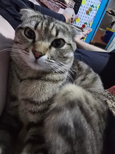 A close-up shot shows a tabby cat lying on someone's lap, with its head turned towards the camera. The cat has large green eyes and white whiskers. The background is blurred but appears to be an indoor setting, with some fabric textures and what looks like a blue shelf with colorful items on it. The person's legs and feet are visible beneath the cat. The lighting suggests it might be daytime.