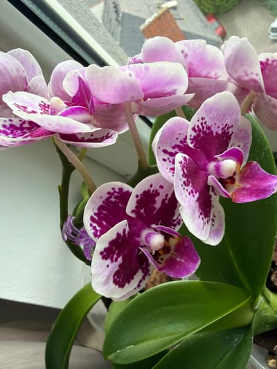 A close-up, eye-level, vertical shot captures a cluster of pink and white Phalaenopsis orchid blooms, adorned with deep magenta spots. The flowers are arranged on a stem, with some petals slightly unfurling and others more open, revealing delicate structures within. Green leaves of the orchid plant are visible at the bottom right, creating a natural contrast to the vibrant flowers. In the upper portion of the image, a blurred background suggests an indoor setting with a window offering a view of a cityscape. The light-colored windowsill frames the scene, with hints of buildings and outdoor elements visible through the window. The image is sharp and well-lit, focusing on the intricate details of the orchid's petals and markings. There are no people present in the image. The location is an indoor setting in the city of Oława, Poland, near a window.