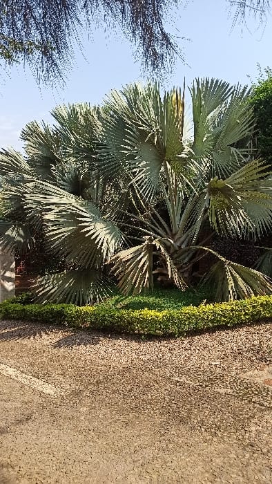The image displays a well-maintained outdoor landscaped area under a clear blue sky, indicating bright daylight. The central focus is a dense cluster of several large fan palms, consistent with Bismarck palms (Bismarckia nobilis), exhibiting distinctive silvery-green, stiffly segmented fronds. These palms are prominently positioned in the mid-ground, with some fronds showing browning along their tips and edges. Beneath the palms and extending into the foreground, a manicured, vibrant green, low-lying hedge acts as a border. Darker green ground cover is visible immediately under the palms, behind the hedge. In the upper left and right portions of the frame, fragmented views of darker, finer-leaved foliage from other trees are present against the sky. The foreground is comprised of a textured, light brown aggregate paved surface, resembling a pathway or parking area, with a partial, faded white line visible on its left side. No individuals, vehicles, or specific human activities are depicted. This scene is consistent with a public park, hotel grounds, or a well-landscaped institutional compound within Kigali City, Rwanda. The image does not contain specific landmarks to determine an exact address.