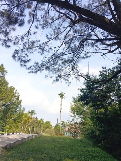 A lush green landscape unfolds beneath a blue sky framed by the branches of a large tree. A road bordered by trees runs along the left side, while a grassy area extends toward a variety of trees in the distance. A tall palm tree stands prominently in the center, partially obscured by a few trees. The scene is filled with green hues and hints of pink flowering trees.
