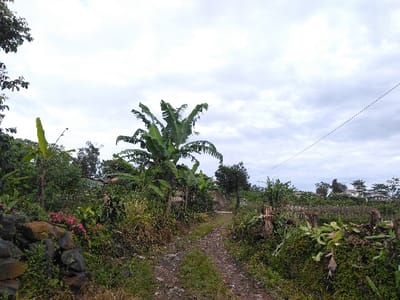 The image displays an unpaved rural pathway under a heavily clouded, light grey sky. The scene is identified as being in Hafjell, Norway. The narrow dirt and gravel path, partially covered with sparse green ground cover, recedes from the lower center towards the upper mid-ground. To the immediate left, a low dry-stacked stone wall, constructed from dark, irregular rocks, is partially visible, obscured by green foliage and a cluster of pink flowers. Dense, broad-leafed vegetation, including several prominent banana-like trees, lines both sides of the path. On the right side of the path, in the mid-ground, multiple cut tree stumps are visible amidst overgrown green foliage. Further into the background on the right, rows of cultivated smaller plants are discernible. A thin, dark wire or cable stretches diagonally across the upper right quadrant of the sky. In the distant background, several light-roofed structures, consistent with residential buildings, are present among the trees. No individuals or vehicles are observed within the frame.
