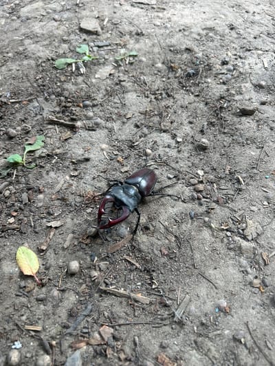 A close-up, overhead shot captures a stag beetle on a patch of grey, sandy soil strewn with twigs, small rocks, and dead leaves. The beetle, which is dark brown and has prominent, antler-like mandibles, is positioned slightly off-center to the right. Its legs are spread out, with its hind legs extending towards the bottom of the frame. The beetle appears to be stationary, and its dark coloration provides a stark contrast to the lighter soil. Scattered across the ground are small green sprouts, suggesting a natural, possibly uncultivated area. The lighting appears to be natural daylight, casting subtle shadows that hint at an outdoor setting, possibly a forest floor or a garden path. No people are visible, and the focus is solely on the insect and its immediate environment. The overall impression is one of a brief encounter with nature, highlighting the intricate details of the beetle and its surroundings.