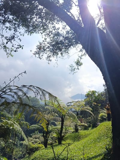Lush green foliage blankets a hillside, featuring distinctive tree ferns with feathery fronds. A tall tree dominates the right edge, its branches reaching towards a cloudy sky and obscuring the sun, creating lens flares. Distant mountains peek through the mist. A person stands on the hillside, partially hidden behind the tree, appearing to take a photograph. The scene evokes a sense of tranquility and natural beauty.