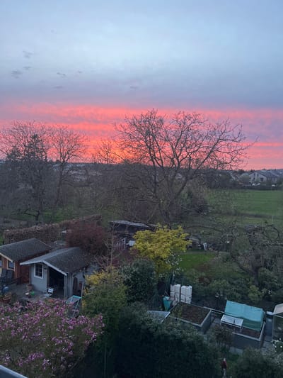 The image shows a view of a residential area at sunset. To the left, the sky transitions from a soft gray to a vibrant pink-orange at the horizon. Bare tree branches reach into the colorful sky. Below the trees is a mixture of green grass and buildings.
To the right of the trees is a residential garden area with various shrubs, bushes, and plants. There is also a shed with a roof.
Based on the presence of residential areas and gardens, it could be in a suburb of Foetz, Luxembourg, but there is not enough information to determine the specific location.