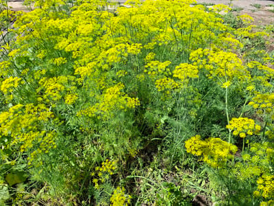 In the city of Novostroyka, Russia, a dense patch of dill plants in full bloom dominates the frame, creating a vibrant green and yellow tapestry under a bright sky. The dill flowers, characterized by their delicate, umbrella-shaped clusters of tiny yellow florets, are scattered across the scene, some forming larger, more prominent umbels while others appear as smaller buds. The feathery green foliage of the dill plants forms a lush backdrop, with individual leaves and stems clearly discernible. The ground beneath the plants is a mixture of dark soil and sparse blades of grass, suggesting an outdoor setting, possibly a garden or uncultivated area. Sunlight casts dappled shadows across the plants, highlighting the texture and volume of the dill. No people or animals are visible in the image.
