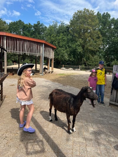 In the city of Collendoorn, Netherlands, a group of children are interacting with goats at an outdoor enclosure. A young girl in a cowboy hat and a light brown shirt stands in the foreground, facing to her left. She is wearing white shorts and purple Crocs. A dark brown goat is positioned in front of her, facing to the left. In the background, two other children stand near the fence. One is a boy in a yellow and black Borussia Dortmund soccer jersey and blue jeans, wearing a blue baseball cap. Next to him is a younger girl in a pink shirt and a pink baseball cap. Several other goats are visible in the enclosure, some lying down and others standing. The enclosure features a sandy ground and a wooden structure with a red roof in the background. Trees form a backdrop behind the enclosure.
