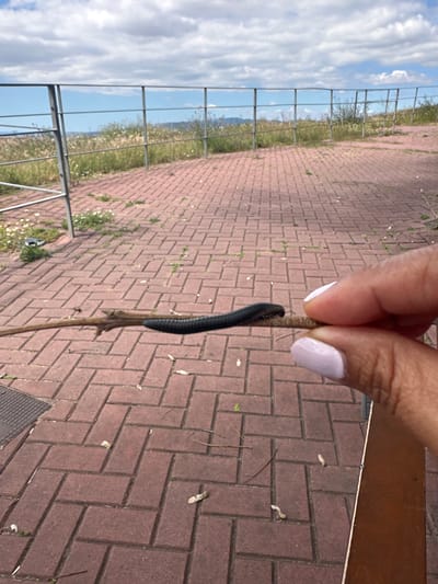 A millipede clings to a stick held by a hand with light pink fingernails. The background features a brick pathway, sparse vegetation, a metal fence, and a distant sky with clouds. The location is Esplugues de Llobregat, Spain.