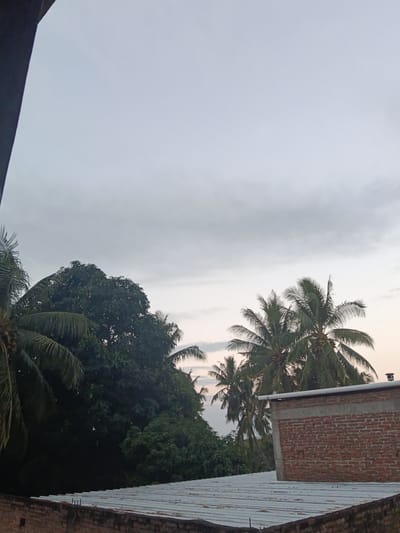 This image, captured in Lebbae, Indonesia, presents an exterior, static view of a tropical landscape interspersed with architectural elements under an overcast sky.

The upper two-thirds of the frame are dominated by a uniformly light grey, overcast sky, indicative of extensive cloud cover. A faint, peach-colored hue is visible along the horizon line in the far right, suggesting either early morning or late afternoon light.

The mid-ground is characterized by a dense canopy of tropical trees. Multiple coconut palm trees (Cocos nucifera) with visible clusters of green coconuts are prominent on the right side and extending from the left. A large, dark green, broadleaf tree, consistent with a mango tree, showing spherical, lighter green fruits or flowers, is situated in the central left. Additional smaller, dense green foliage is distributed throughout the tree line.

Architectural features are present in the lower portion of the image. In the lower right, a section of a building displays an exposed red brick wall, topped with a grey concrete coping. A black, cylindrical vent or pipe protrudes above this wall against the sky. Below this, a corrugated metal roof, appearing weathered and lightly corroded, spans the lower middle to lower right of the scene. A dark brown brick wall segment is visible along the extreme lower left edge. A dark, vertical structural element, likely a column or frame, runs along the entire left edge of the image.

No human figures or animals are present. No active events or interactions are depicted within the scene.