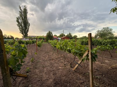 An eye-level, medium shot captures a vineyard in Golyam Chardak, Bulgaria, under a cloudy sky. The foreground is dominated by the rich brown soil of the vineyard, with rows of grapevines stretching into the distance. The grapevines, with their vibrant green leaves, are supported by rustic wooden and red metal posts, creating a geometric pattern. A prominent, tall, slender tree with wispy foliage stands to the left, silhouetted against a pale yellow and grey sky, suggesting the late afternoon or early evening. In the background, several small buildings with red-tiled roofs and wooden structures are visible, nestled amongst more greenery and trees. A concrete post stands prominently in the right foreground, adding a textured element to the scene. The overall impression is one of a rural, agricultural landscape, peaceful and somewhat subdued due to the overcast conditions.