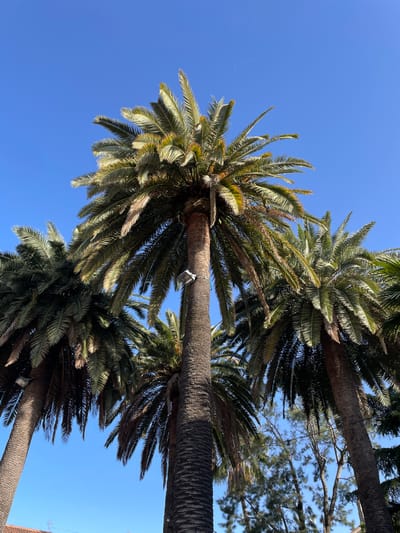 This is a low-angle, full-frame, eye-level shot of several tall palm trees against a clear blue sky. The palm trees are the dominant subject, with their fronds spread out and casting shadows. One of the palm trees in the center has a light fixture attached to its trunk. In the background, the tops of other trees are visible, and a thin, white contrail from an airplane is faintly visible in the upper portion of the sky. The image appears to be taken outdoors on a sunny day. There are no people or animals visible in the frame. The scene is suggestive of a warm climate, possibly a park or a street lined with palm trees. The location in Vilafranca del Penedès, Spain, aligns with this interpretation.