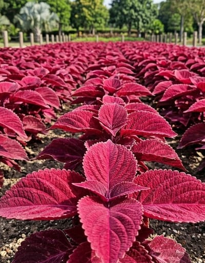 The image shows a close-up, low-angle view of a dense planting of dark red coleus plants. The plants are arranged in neat rows, stretching into the background and creating a vibrant carpet of color. The leaves are heart-shaped with serrated edges and prominent veins, showing a gradient of red tones from deep crimson to lighter shades. In the background, a blurred line of trees and a pale, fan-shaped palm tree suggest an outdoor setting, possibly a park or garden. The ground beneath the plants appears to be a mix of dark soil and small gravel. There are no people or specific landmarks visible that would indicate a location in Bintang Meriah, Indonesia, or any other specific city. The scene is static, focusing on the texture and color of the foliage.