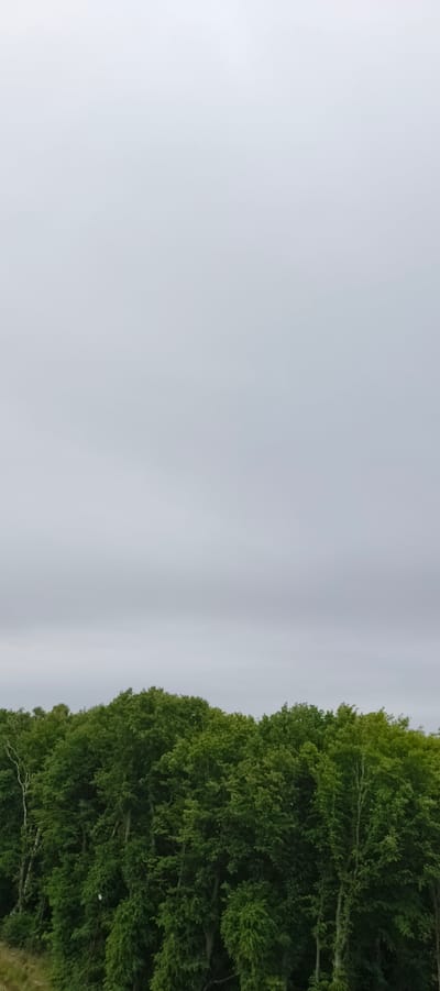 The image shows a dense forest canopy under a cloudy, overcast sky. The trees are lush green, indicating a temperate climate, possibly during late spring or summer. The forest appears to be on a slight incline, with some lighter colored vegetation visible on the lower left side, suggesting an edge of the forest or a clearing. No human presence or artificial structures are visible. The scene is natural and appears to be located in a rural or undeveloped area, consistent with the natural landscapes found in Primorye, Russia.