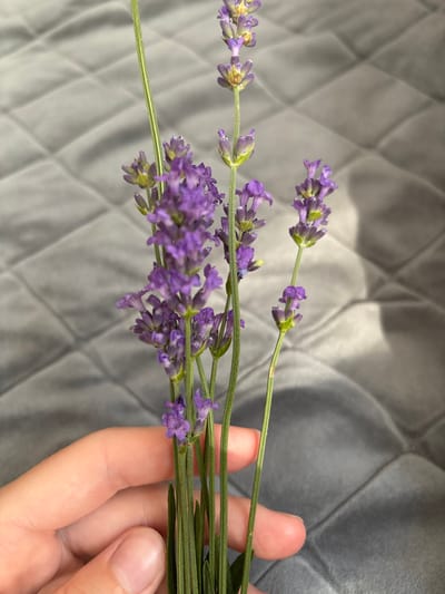 A hand is holding a bunch of lavender sprigs against a grey, quilted background. The lavender is in bloom, with clusters of small purple flowers on green stems. The hand is in the lower right of the frame, with fingers gently curved around the stems. The background appears to be a soft fabric, possibly a sofa or blanket, with a subtle diamond-pattern quilting. The lighting suggests it might be daytime, with some shadows cast on the background. The overall mood is peaceful and natural. There is no visible text in the image.