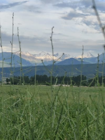 This media file captures a scenic mountain landscape in Dolan, Kazakhstan. The foreground is dominated by blurry, tall green stalks of grass, creating a natural frame for the scene beyond. In the mid-ground, a line of dark green trees runs horizontally across the frame, partially obscuring a distant view of a small village or settlement nestled against rolling green hills. The background features a majestic mountain range with snow-capped peaks, illuminated by soft, diffused light suggesting it is either early morning or late afternoon. The sky above is filled with a mix of white and gray clouds, indicating possibly overcast or a changeable weather day. There is no visible text or identifiable people or specific objects, and no activity is clearly depicted. The overall impression is one of natural beauty and tranquility, with the vastness of the mountains and the open field creating a sense of peace.