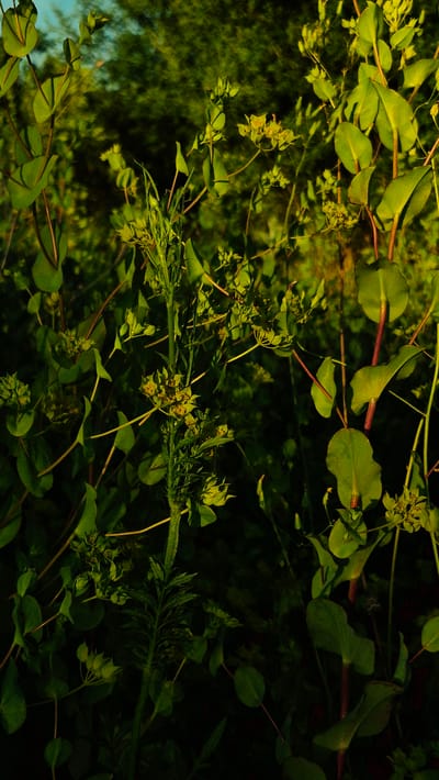 This is a close-up, vertically oriented photograph of green foliage, primarily focusing on the stems, leaves, and small clusters of developing flowers or seed heads of a plant. The stems are thin and reddish-brown, supporting rounded to oval-shaped leaves. The leaves are a vibrant green, with some showing a slightly waxy sheen.
The plant is densely packed, with many branches and leaves overlapping. In several areas, there are small, yellow-green flower clusters. Some of these clusters appear to be developing seed pods. The background is a dark, blurred wash of green and black, suggesting more foliage and shadows, possibly a forest or dense undergrowth.
The lighting appears to be natural, with some areas illuminated by sunlight, highlighting the green of the leaves and stems, while other areas are in deep shadow. This contrast suggests a time of day when the sun is either low in the sky or partially obscured. There are no visible people, objects, text, or specific weather cues. The overall impression is one of natural growth and the detail of plant life in a somewhat shaded environment. The location context provided is Piatra Albă, Moldova, which implies an outdoor, natural setting within that region.