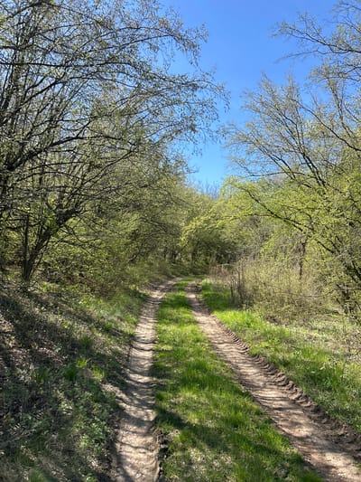 The image depicts a dirt road leading through a wooded area in Chavdartsi, Bulgaria. The road is marked by parallel tracks, suggesting vehicle passage. Grass and vegetation grow on either side of the road. Trees line the path, their branches forming a canopy overhead. The sky is visible through the branches, appearing clear and blue. No people or animals are visible in the scene.