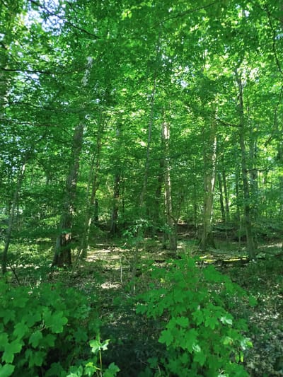 The image depicts a dense forest with a canopy of lush green leaves. Sunlight filters through the trees, creating dappled patterns on the forest floor, which is covered in fallen leaves and undergrowth. The trees are tall and slender, with rough bark. The forest appears to be in a state of natural growth, with no signs of human intervention or presence. The scene is serene and natural. This forest is likely located in the city of Bad Mergentheim, Germany, known for its numerous green spaces and natural beauty.