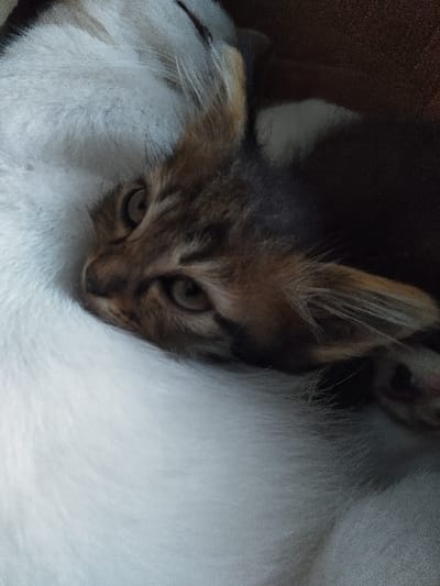 The image depicts two domestic cats in an indoor setting within Yellowknife, Canada. A tabby kitten, exhibiting brown, black, and tan fur patterns, is shown resting on its left side, nestled against the body of a larger cat primarily covered in dense white fur. The kitten's head is central in the frame, tilted, with both round, light amber-brown eyes open and directed slightly upwards and towards the viewer. Its left ear is erect. Parts of a dark-furred paw, possibly the kitten's, are visible on the right side of the frame. The white fur of the larger cat provides a soft, light-colored surface, occupying the lower-left and upper-right quadrants of the image. The background is a blurred, dark brown texture, consistent with a soft furnishing such as a blanket or upholstery.